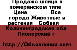 Продажа шпица в померанском типе › Цена ­ 20 000 - Все города Животные и растения » Собаки   . Калининградская обл.,Пионерский г.